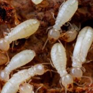 如何科學防治，白蟻頻頻出沒