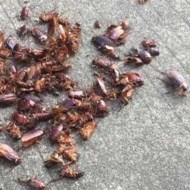 天氣變冷蟑螂都藏到哪去了呢？