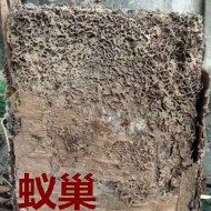 別墅墻體挖出超大白蟻巢?。?！