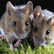 家里鬧老鼠怎么辦？