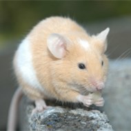 9大滅鼠奇招！??！