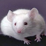 被老鼠咬傷怎么辦？